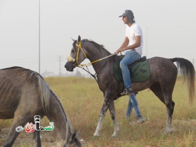 فيديو : فتيان وشباب كفرقاسم في مهرجان الخيول القسماوية في سهل البلدة .. لكن ينقصهم الدعم والرعاية من البلدية  